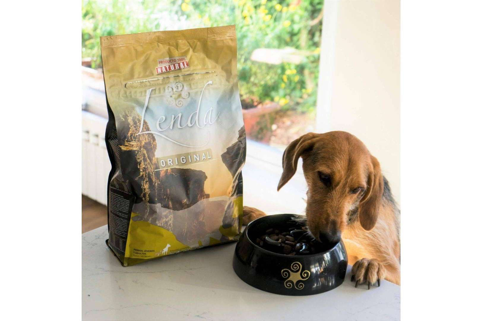 Consejos que pueden ayudar a que los perros coman pienso, por Lenda