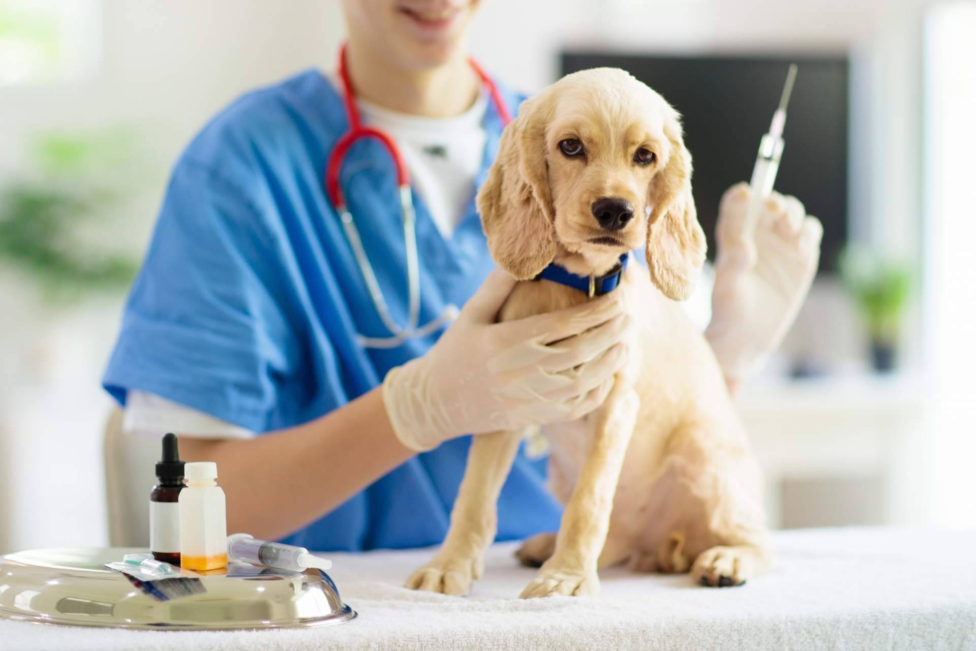En la Clínica Veterinaria del Valle ofrecen un servicio profesional y se preocupan por la salud de las mascotas