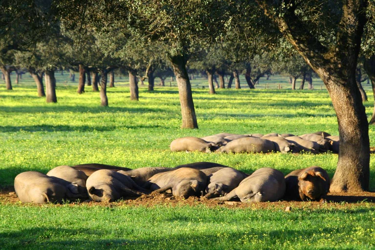 País de Quercus, paradigma de ganadería sostenible