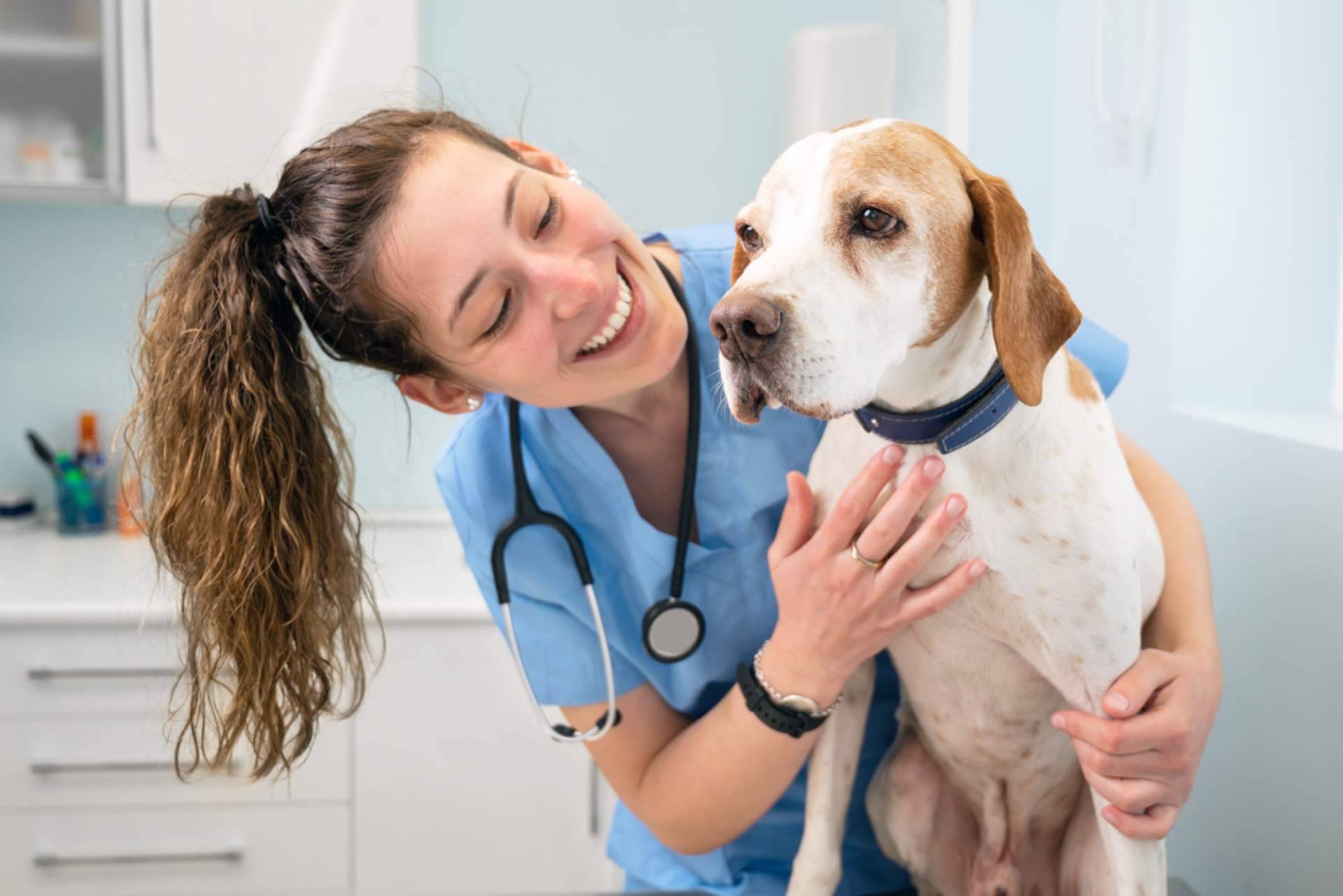 Curso de Auxiliar Veterinario con VetFormación