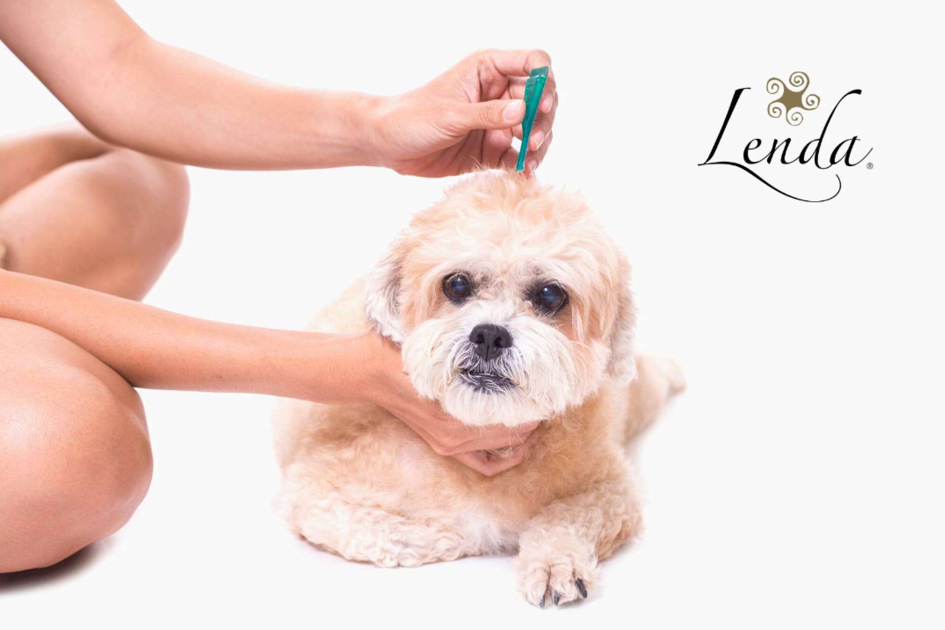 Prevenir parásitos externos perros en verano de la mano de Lenda