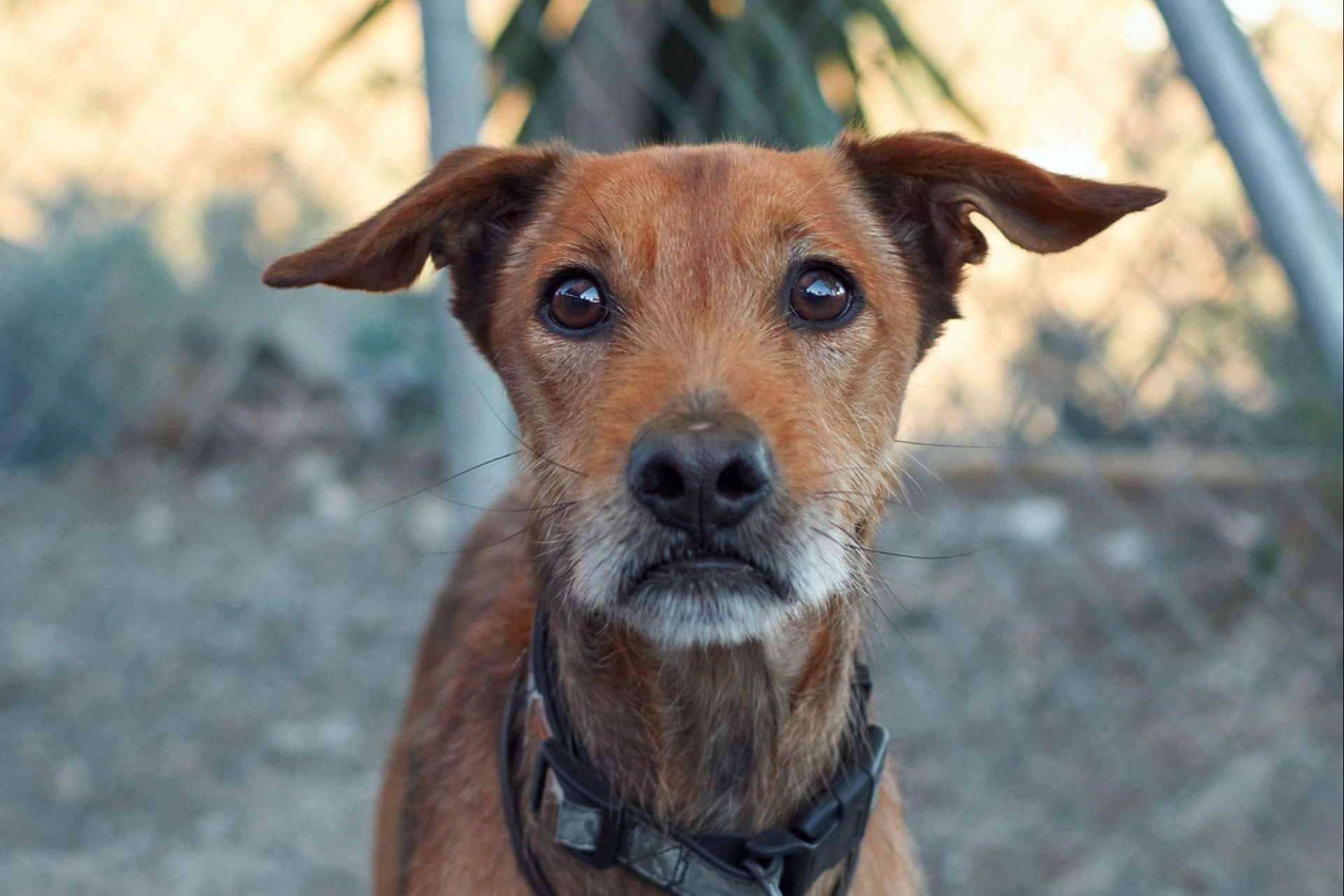 MascotaPerdida112.com indica cómo encontrar a un perro perdido