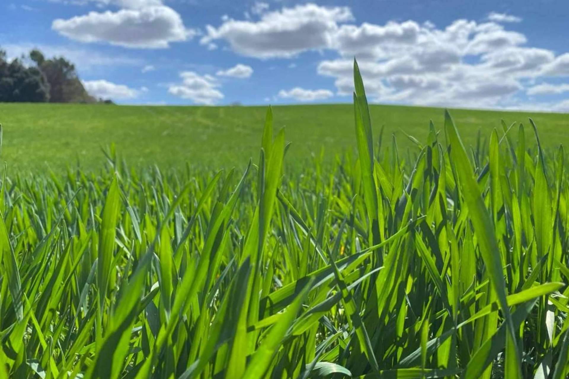 Upper Nutrients ha lanzado al mercado el estimulador de raíces Upper-Active que ofrece un 70% más de sistema radicular