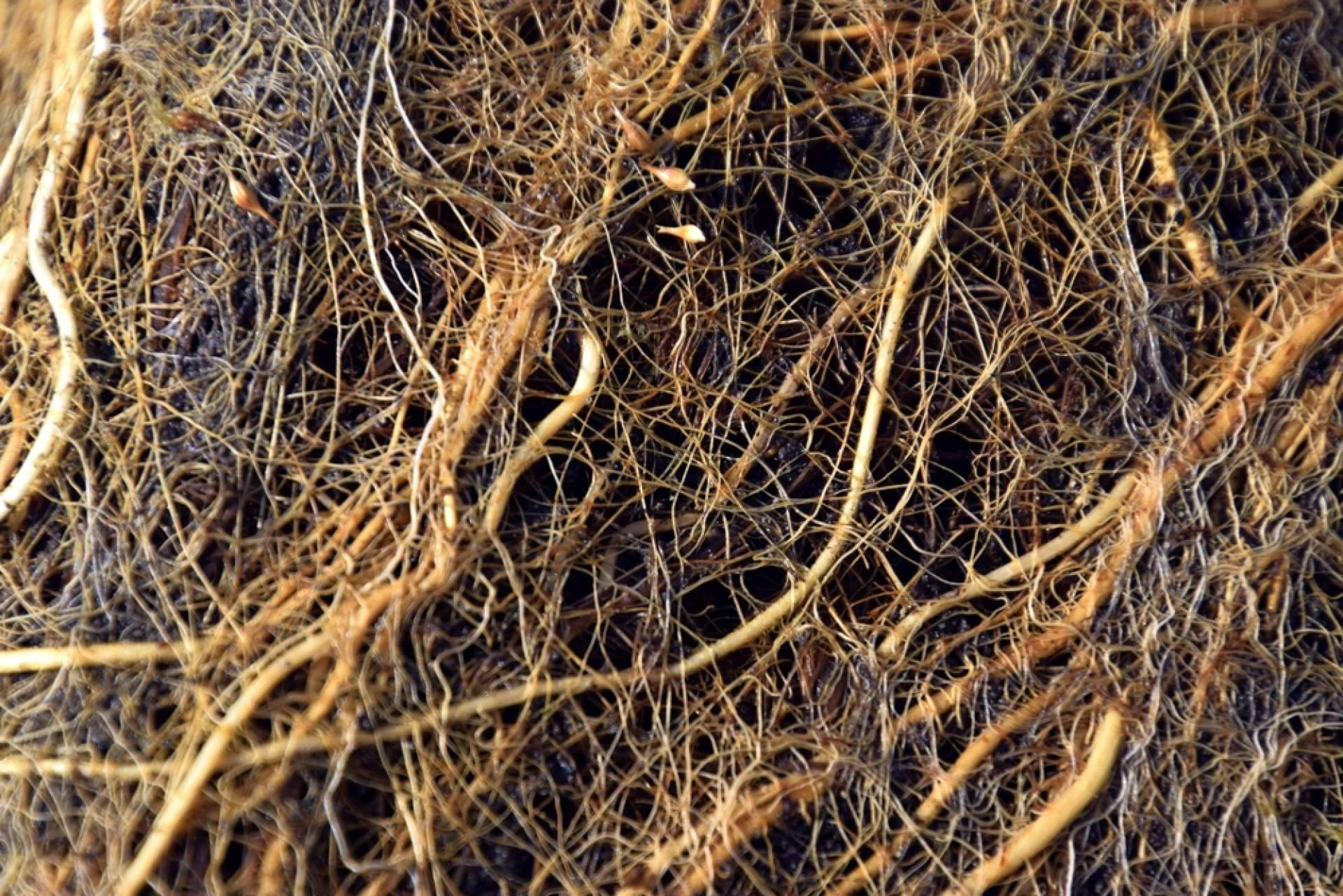 Upper Nutrients desarrolla Metaroots, un estimulador de raíces
