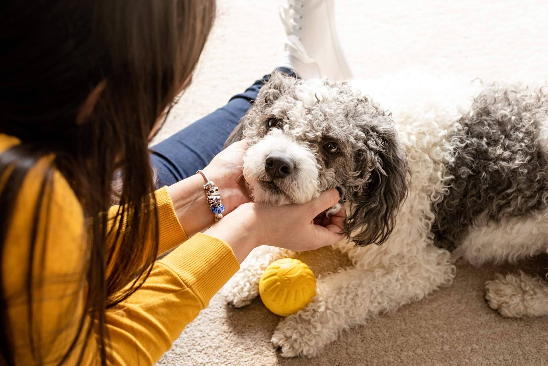 Custodia de mascotas en divorcios, entre lo legal y lo emocional