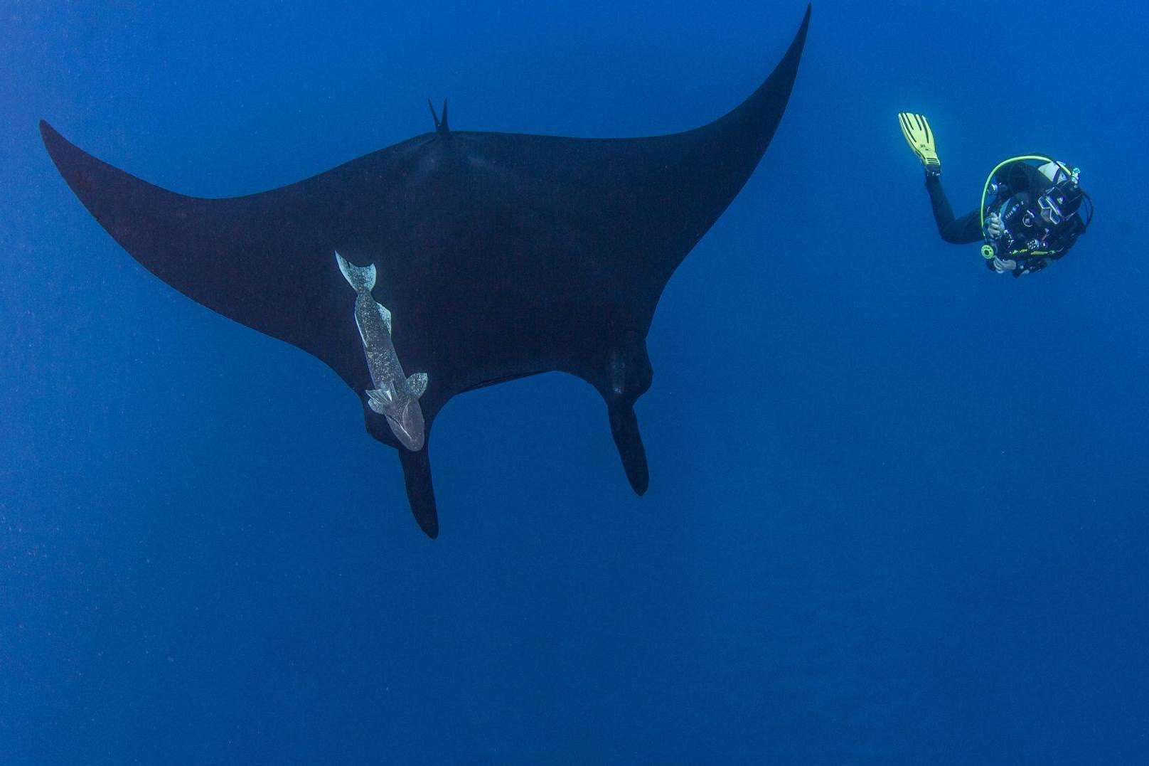Revillagigedo; El paraíso oculto