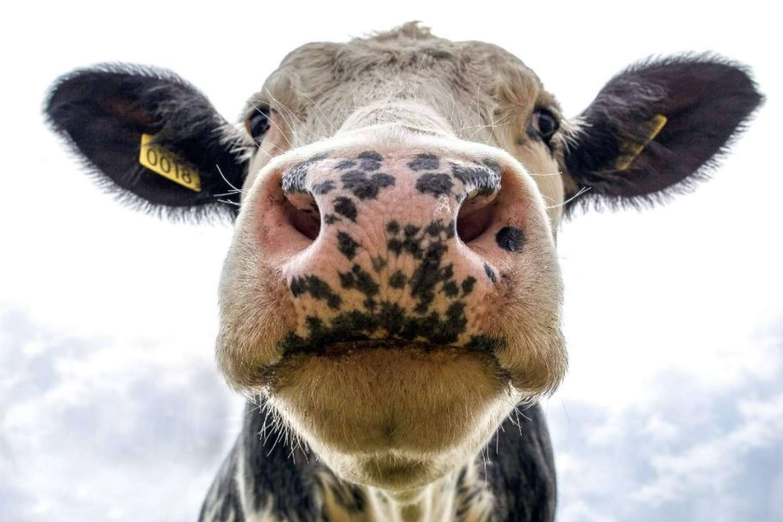 GestorVet Optimiza la Gestión y Cumple con la Normativa del Sector Veterinario