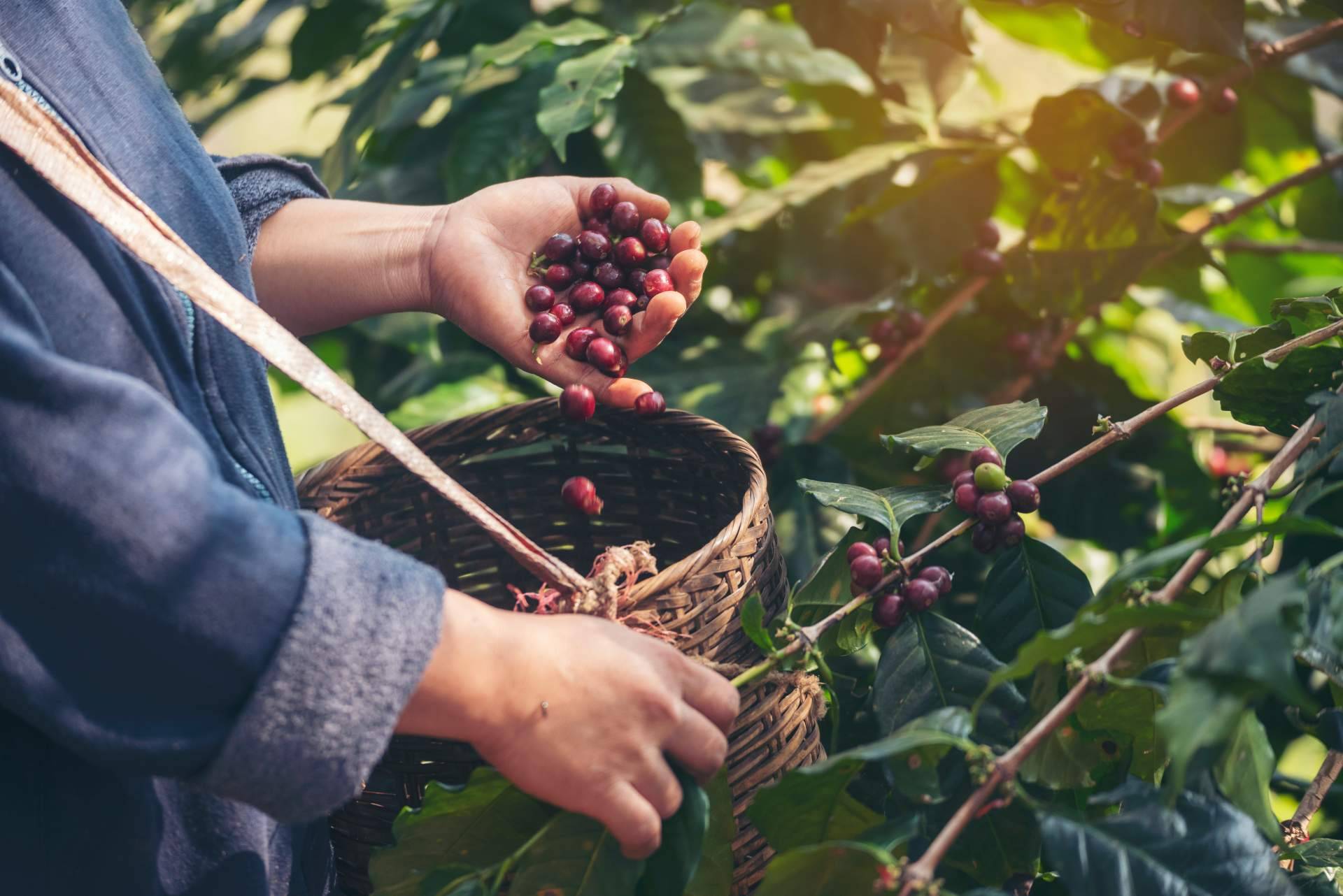 Los sorprendentes efectos del café en el cuerpo que no habían contado
