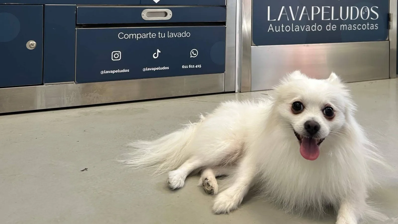 Adiós a bañar al perro en casa; Lavapeludos ofrece la alternativa que ya conquista a cientos de familias